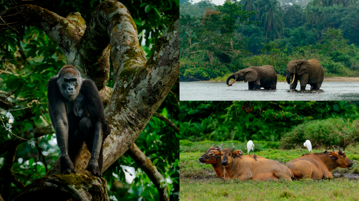 New report uncovers Congo Basin’s hidden $23 trillion untapped green goldmine