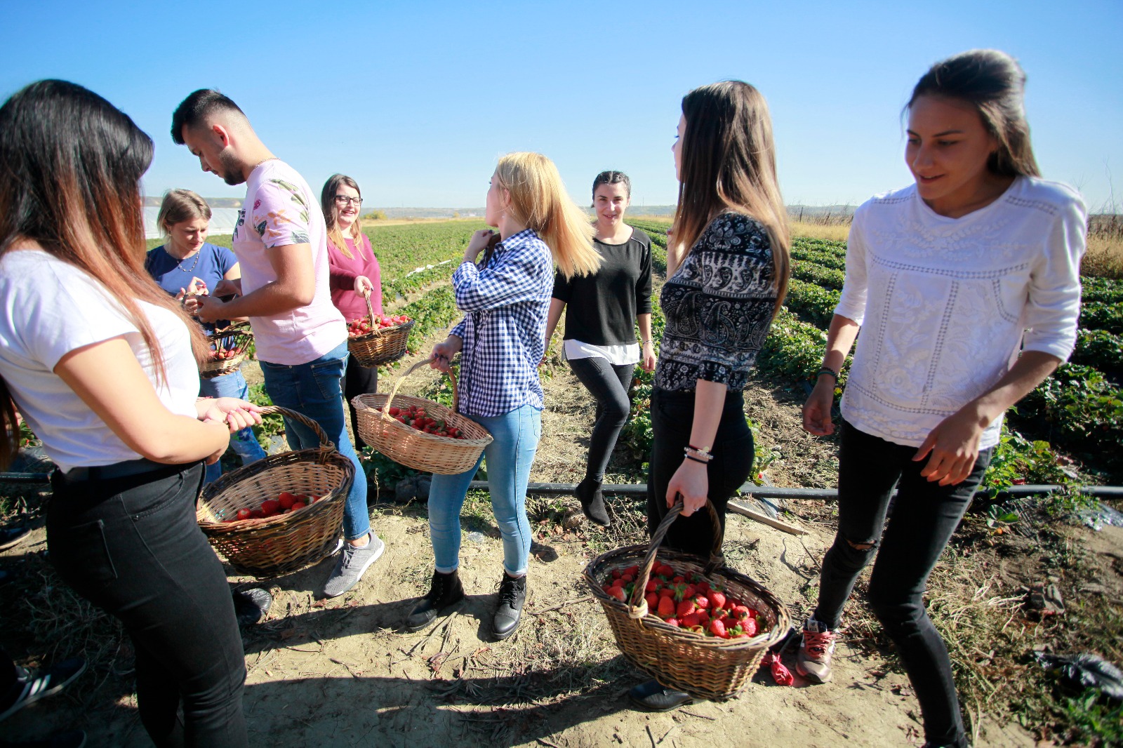 Nouă studenți la Agronomie au făcut dulceață de căpșuni la Vernești trecând prin toate etapele realizării produsului | GALERIE FOTO
