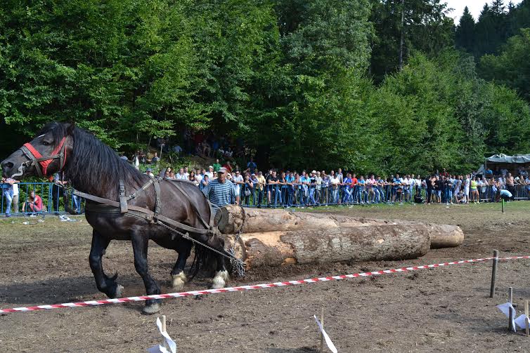 Caii au făcut spectacol la Festivalului Naţional Ecvestru de la Râşnov, desfășurat în weekend / FOTO