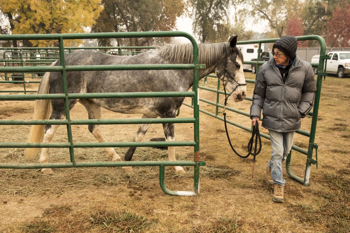 Sandra Bullock donează 100.000 de dolari pentru a ajuta la salvarea animalelor prinse în incendiile din California