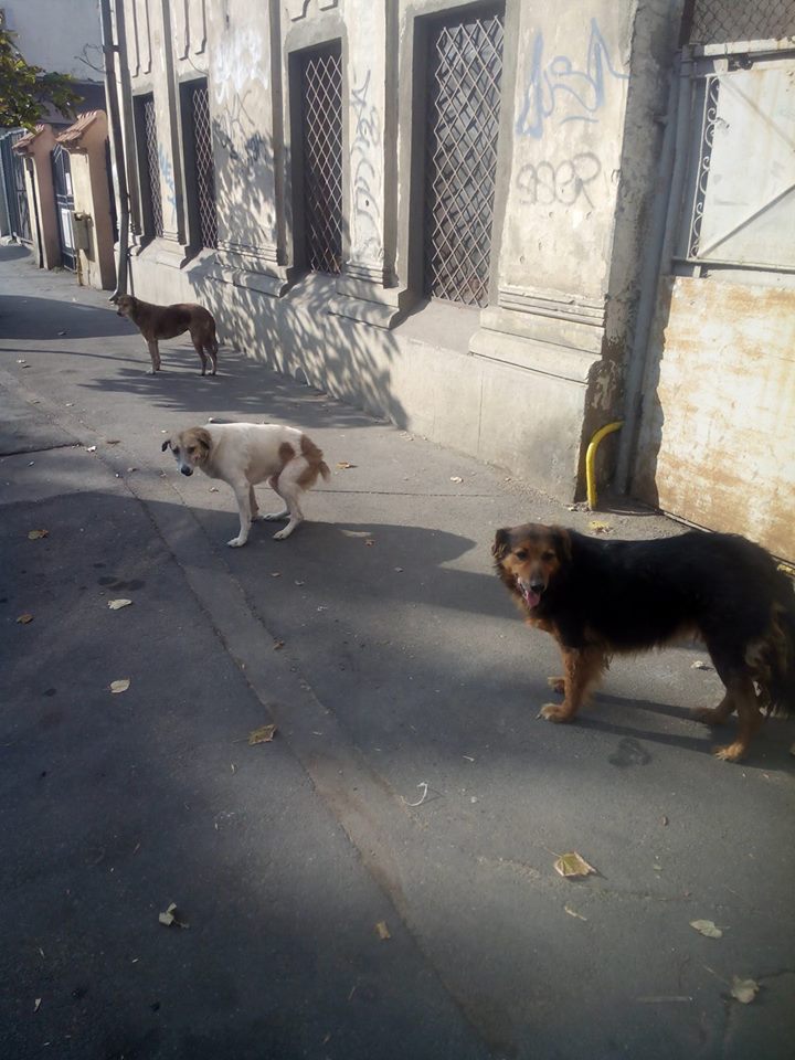 Bâtrâna care i-a șocat pe bucureșteni. Cară un sac după ea pe străzi, dar ce poveste ascunde este zguduitor. Ar putea fi bunica oricăruia dintre noi | FOTO