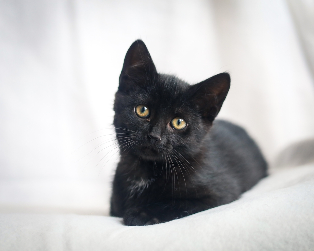 Mindenki azt hiszi, hogy a fekete macskák balszerencsét hoznak – ezek a tények bizonyítják az ellenkezőjét