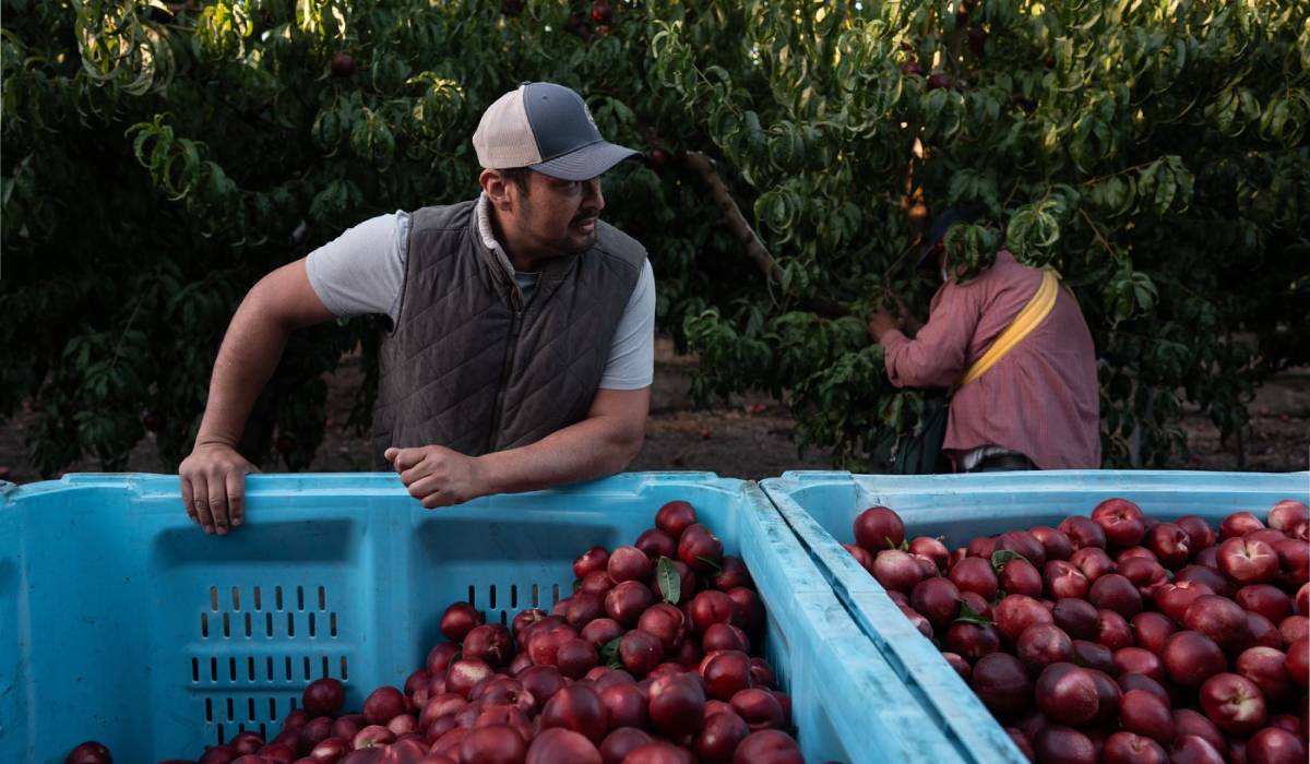 Un fermier a dat gratis 82 de tone de fructe, iar acum este obligat să-și distrugă livada: „La fiecare pas auzeam doar «pum, pum»”