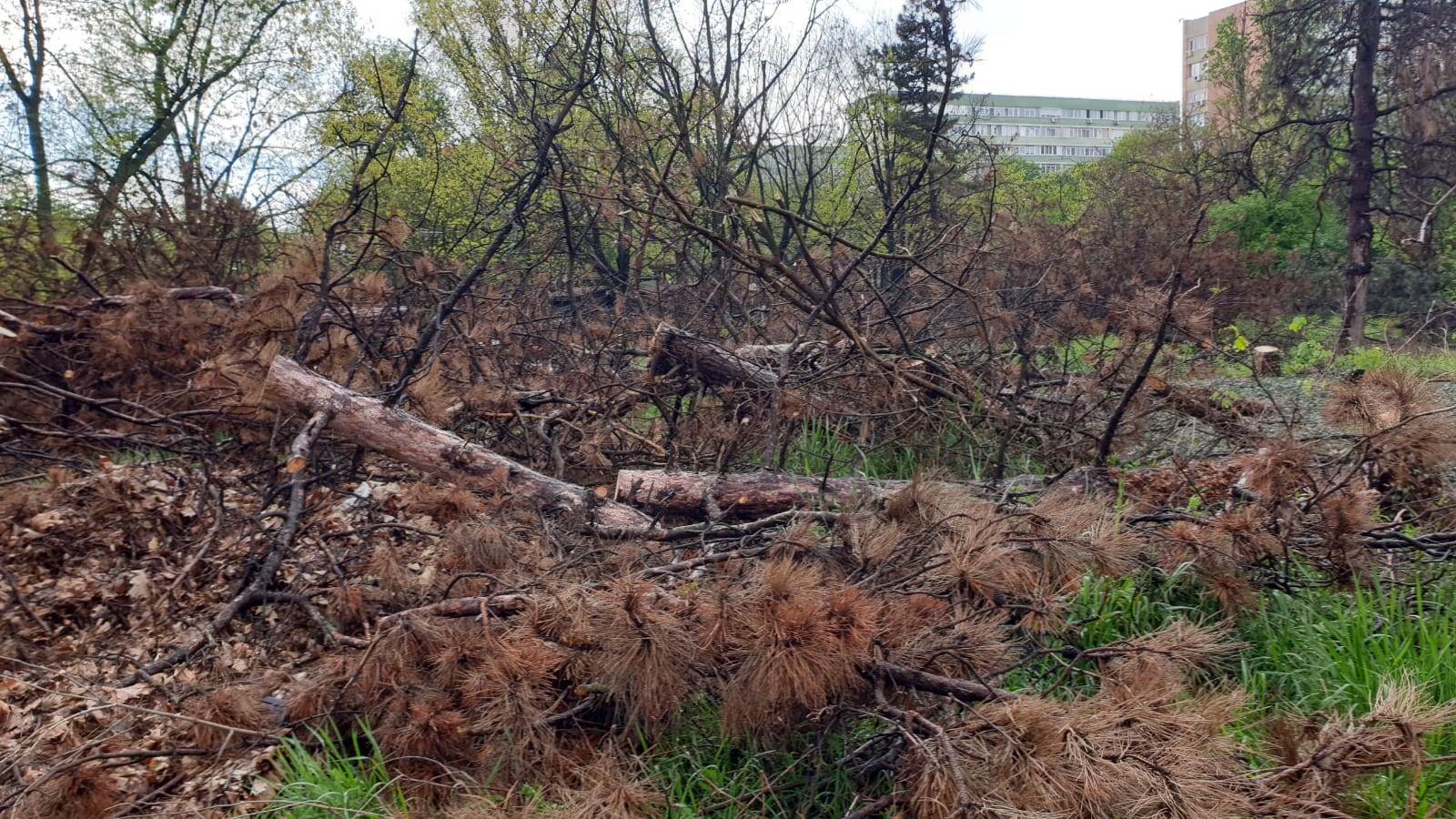 Copaci tăiați cu drujba sub ochii polițiștilor locali. „Am tăiat doi pomi, 25 de lei amenda, trăiască Negoiță!”