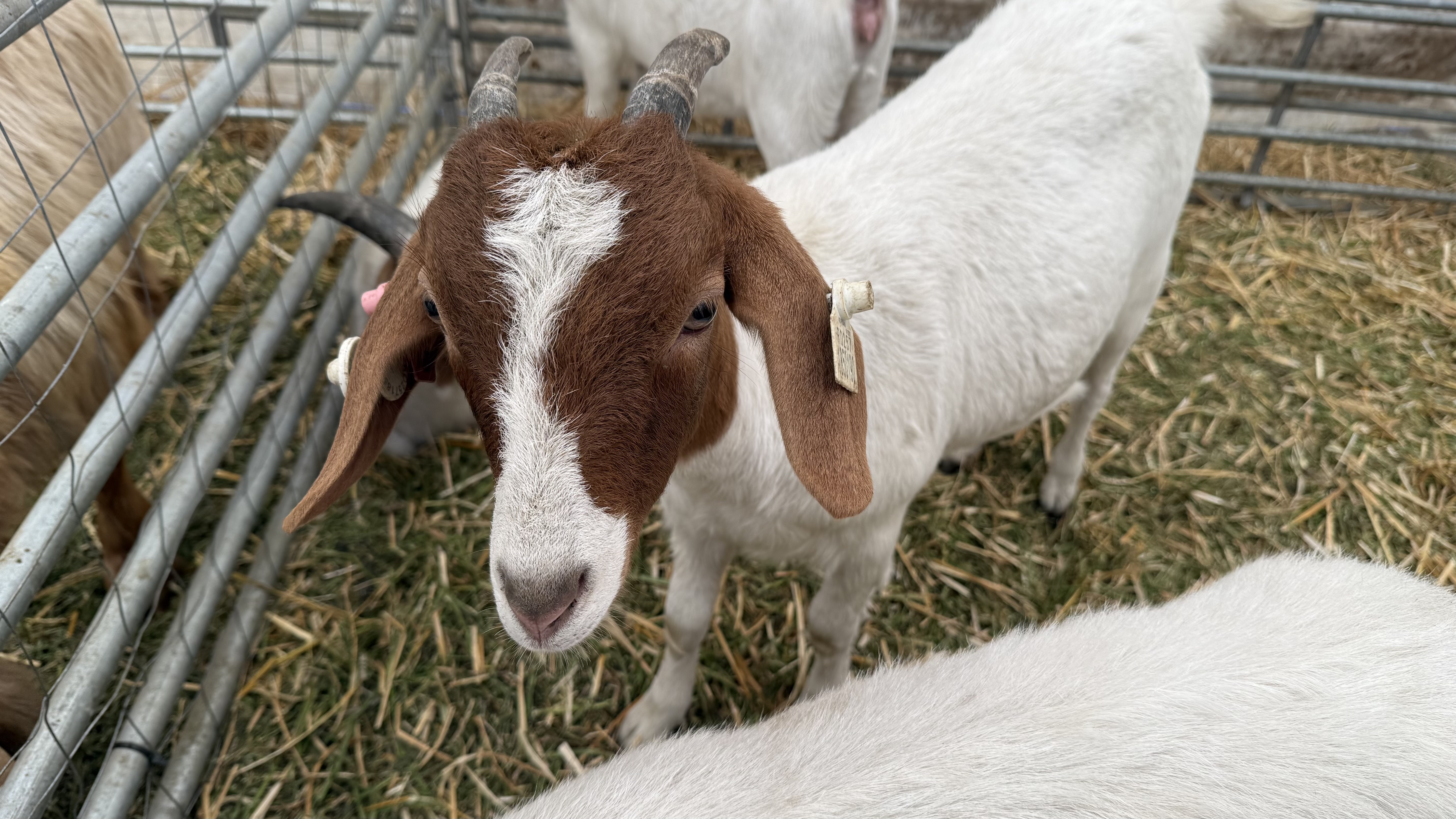 „Vaca mea produce peste 50 de litri pe zi. O iubim ca pe un membru al familiei”. Cum arată o zi de weekend la Indagra, cel mai mare eveniment agricol din România
