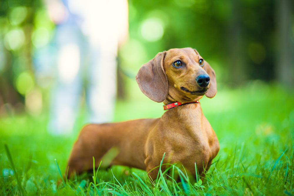 Rasa Dachshund - personalitatea celui mai cunoscut câine de vânătoare