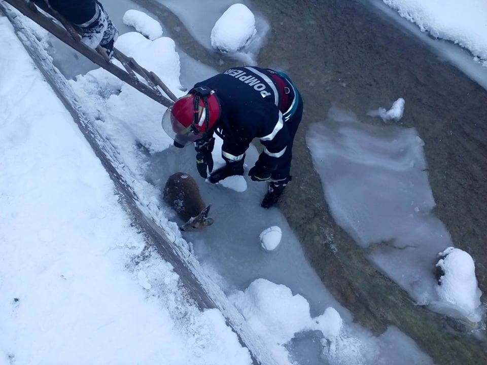 Pompierii au salvat un pui de căprioară din albia pârâului Valea Seacă
