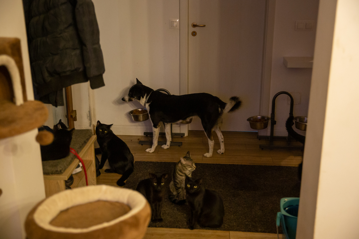 Crima care a șocat iubitorii de animale: câinii otrăviți ai familiei româno-norvegiene care îngrijește animale abandonate lângă Brașov