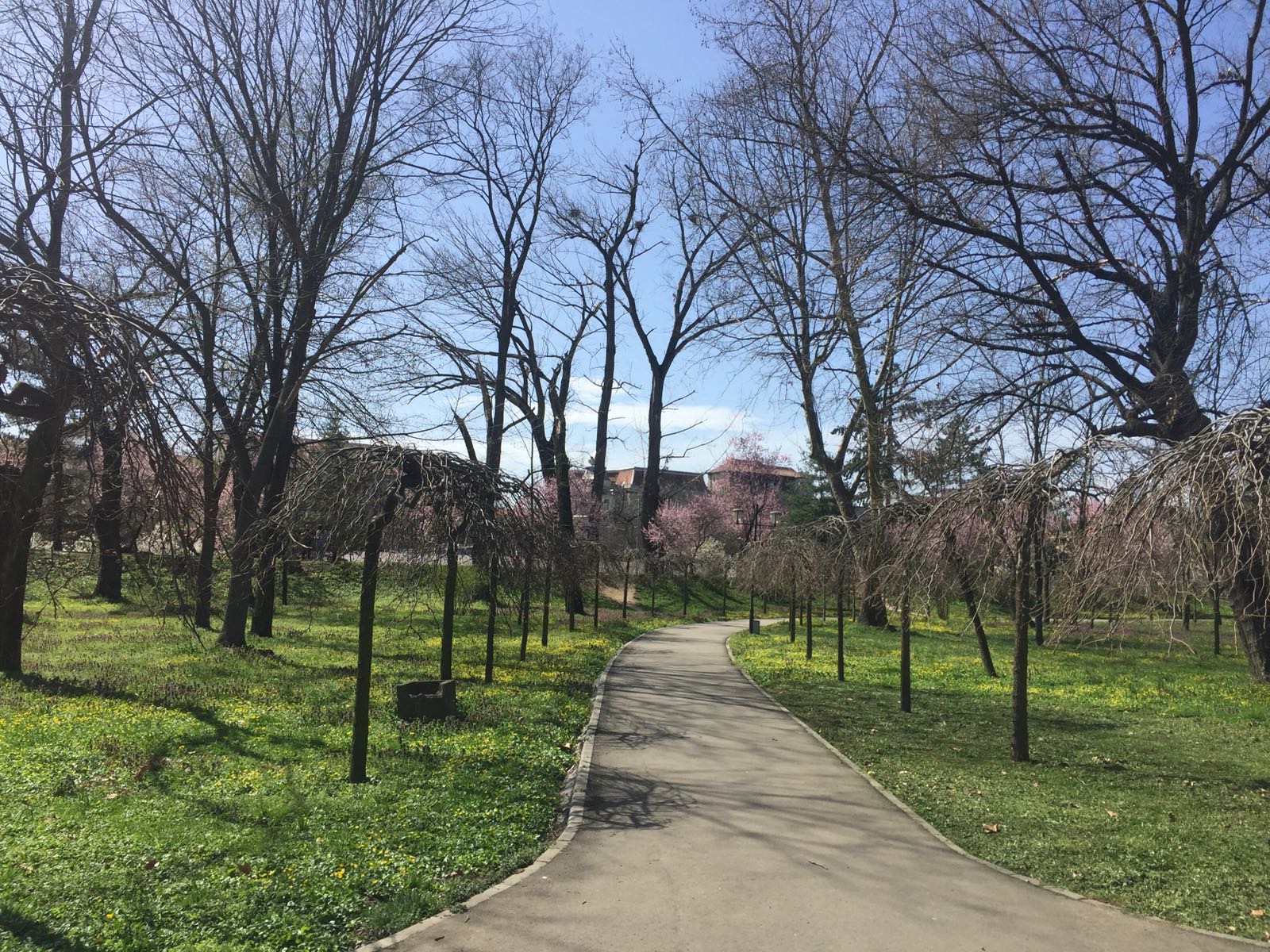 TURIST ÎN ȚARA MEA/ Timișoara înflorește odată cu primăvara. Mica Vienă, orașul premierelor cu o alură aparte de Paști