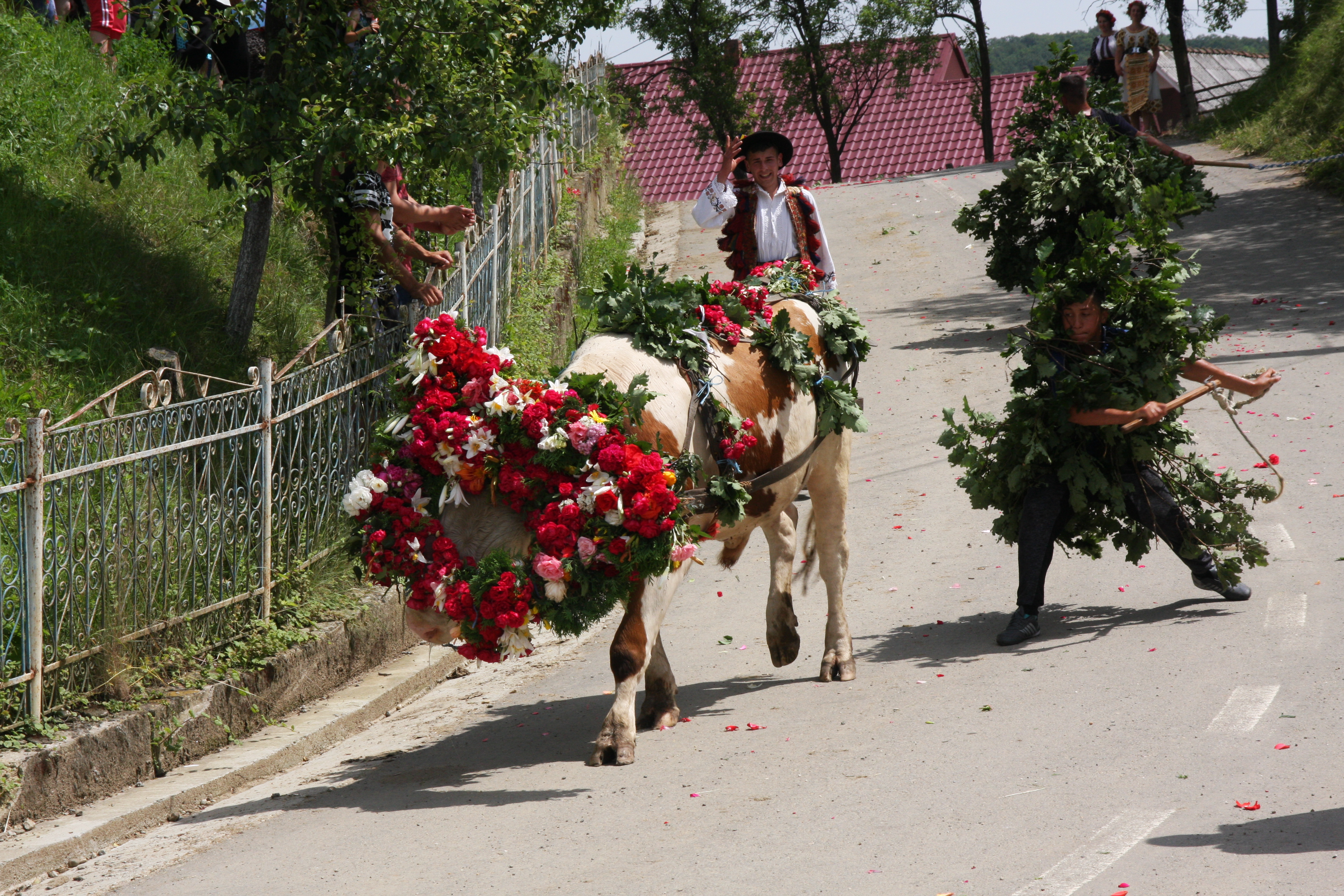 Val de nunţi la Figa după ce fetele au prins boul de Rusalii | GALERIE FOTO