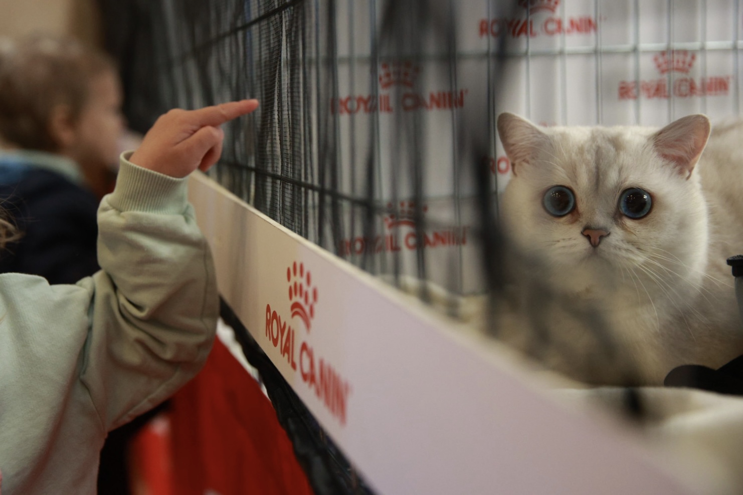 Pisici de top, priviri hipnotizante și povești spectaculoase. Cum a fost la Salonul Felin Internațional SofistiCAT
