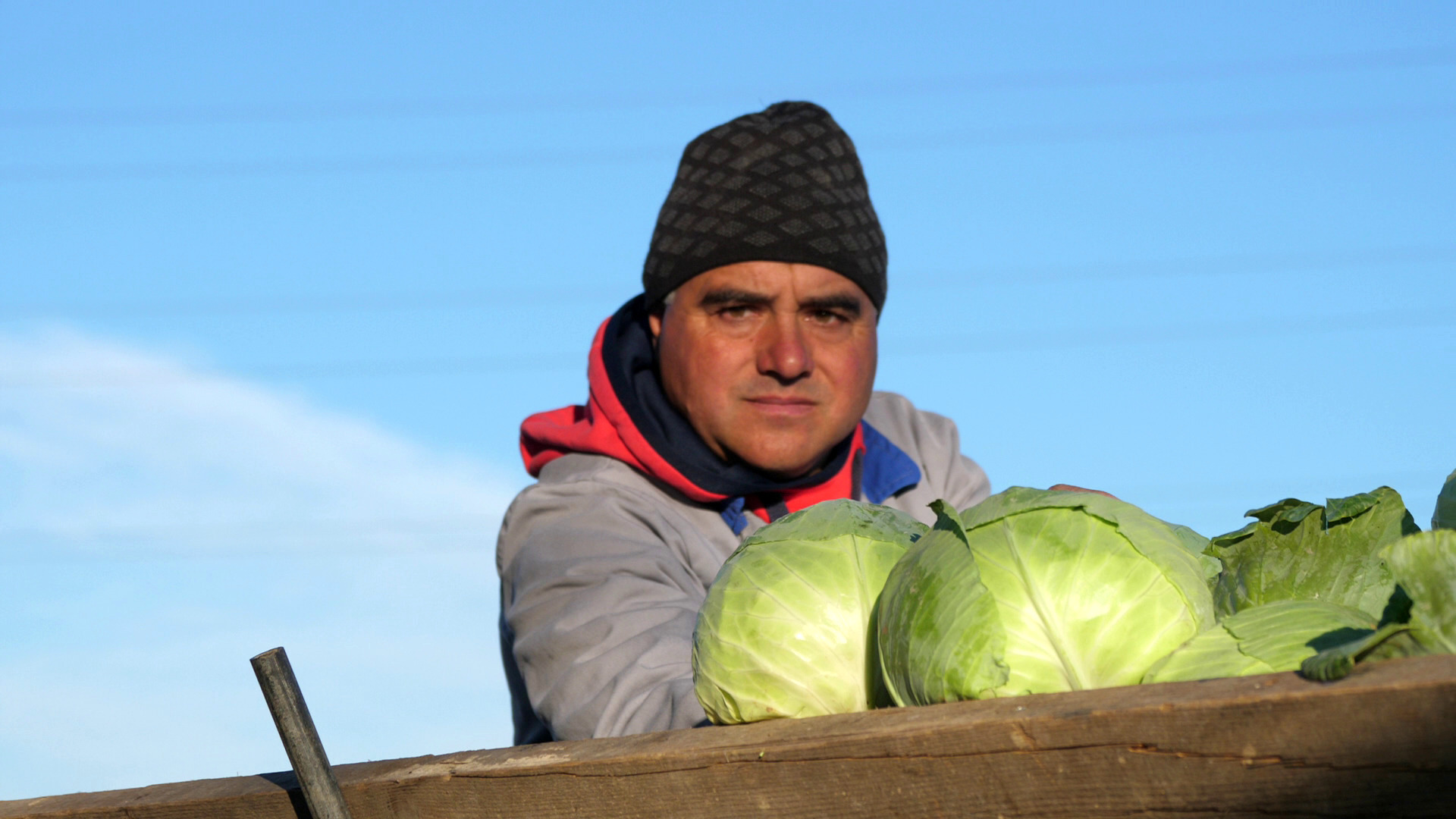 REPORTAJ. La kilometrul zero al verzei în România: „Șefule, doar aici, la Lungulețu, e varză adevărată, perfectă de murat și ieftină rău”