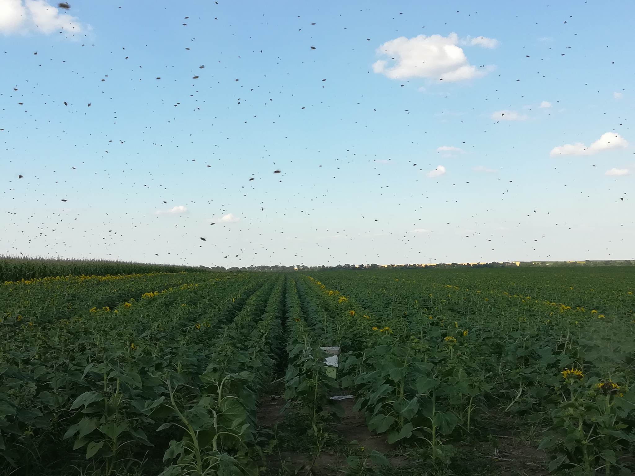 UPDATE: Celulă de criză în localitatea din Iași unde un bărbat a murit înțepat de albine