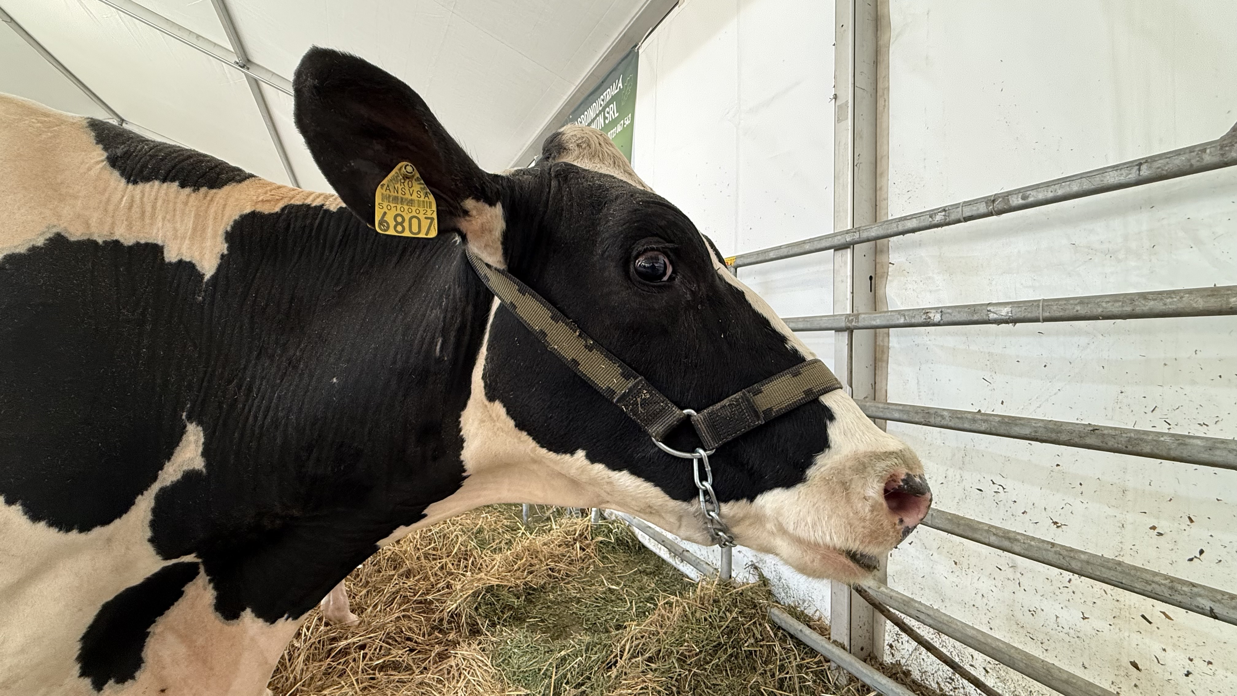 „Vaca mea produce peste 50 de litri pe zi. O iubim ca pe un membru al familiei”. Cum arată o zi de weekend la Indagra, cel mai mare eveniment agricol din România