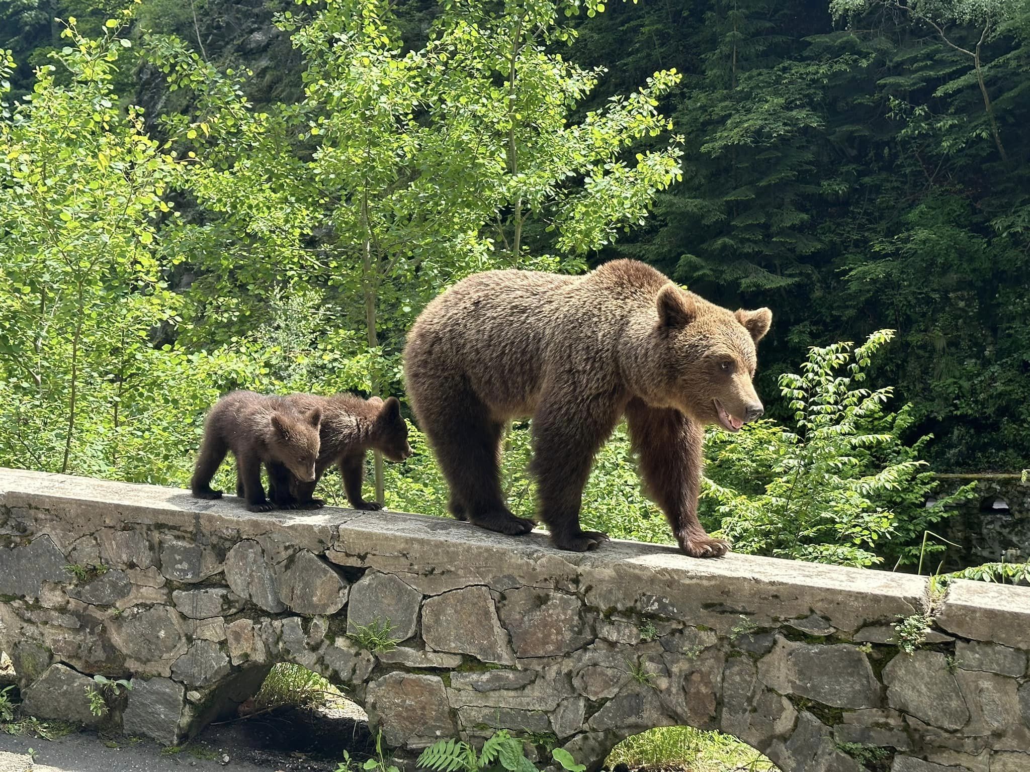 Un sfat pentru ursuleții Alinei Gorghiu: Nu vă faceți prea mari pentru că, altfel, Guvernul României vă va împușca