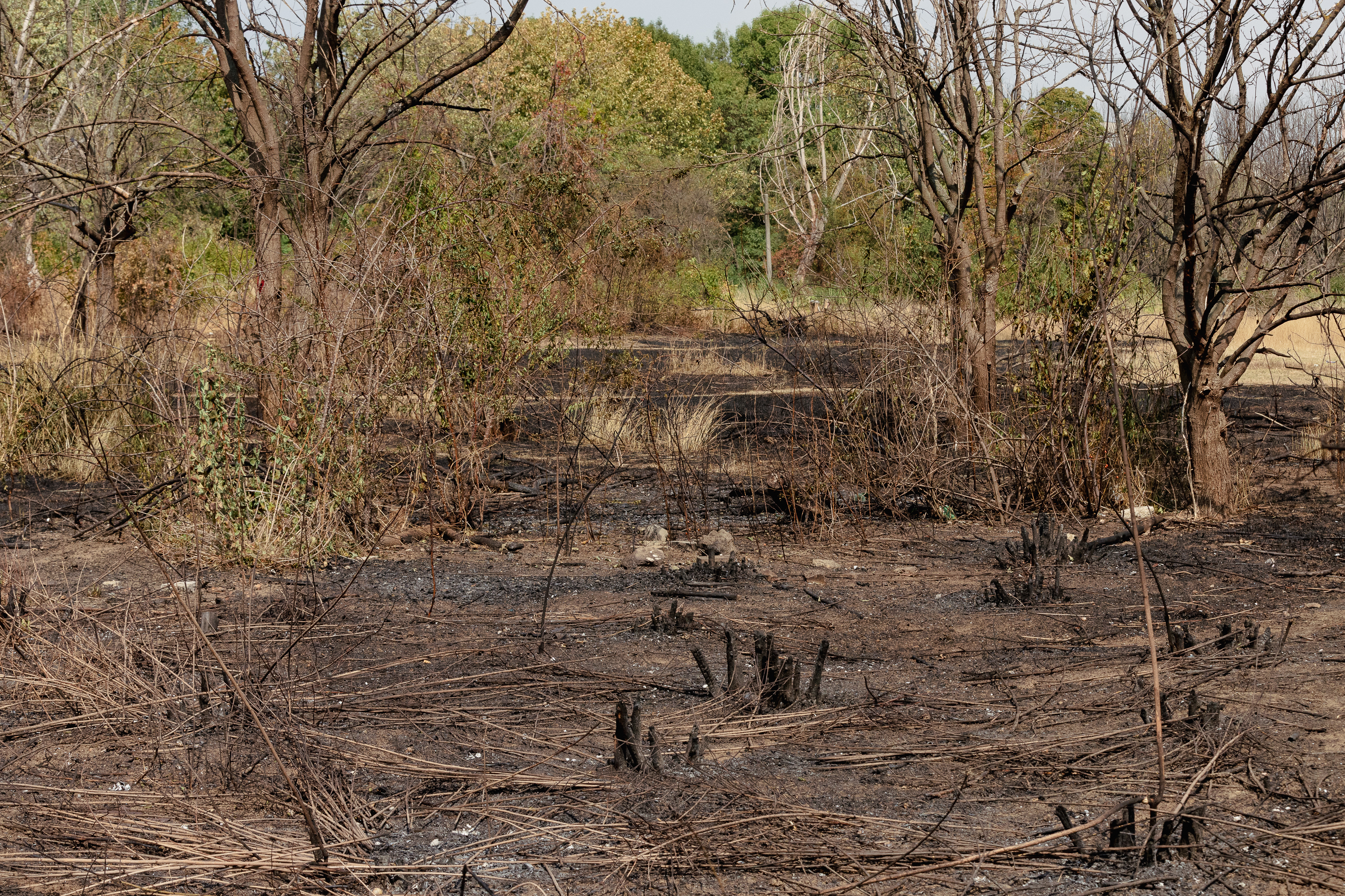 Revolta locuitorilor de lângă Parcul IOR care arde, iar copacii se usucă în mod misterios, sub ochii autorităților: „Ne credeți proști, domnule primar?”