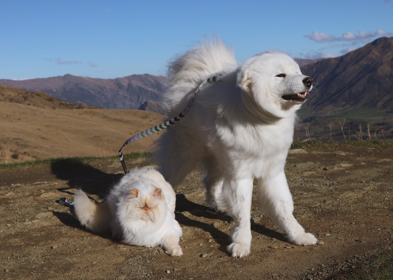 VIDEO | Prietenie la cataramă între un câine samoyed și o pisică persană