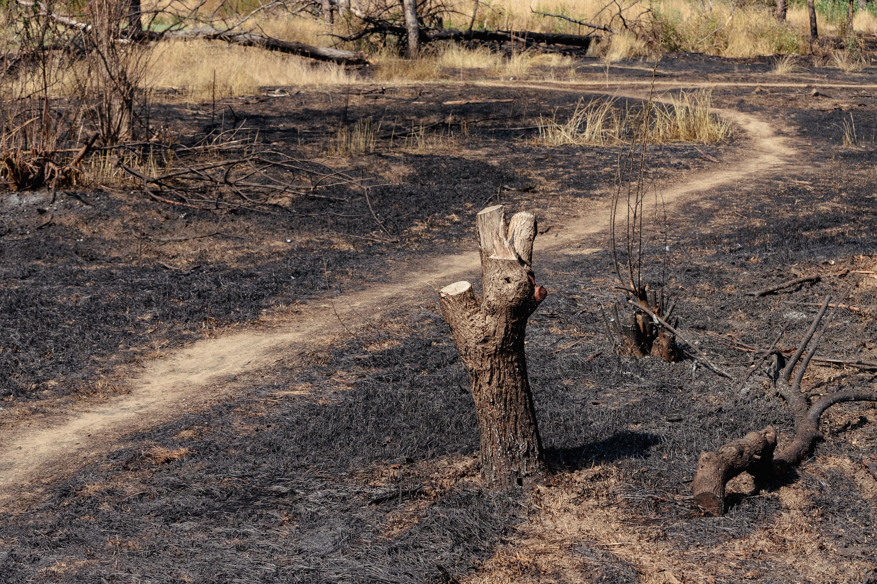Revolta locuitorilor de lângă Parcul IOR care arde, iar copacii se usucă în mod misterios, sub ochii autorităților: „Ne credeți proști, domnule primar?”