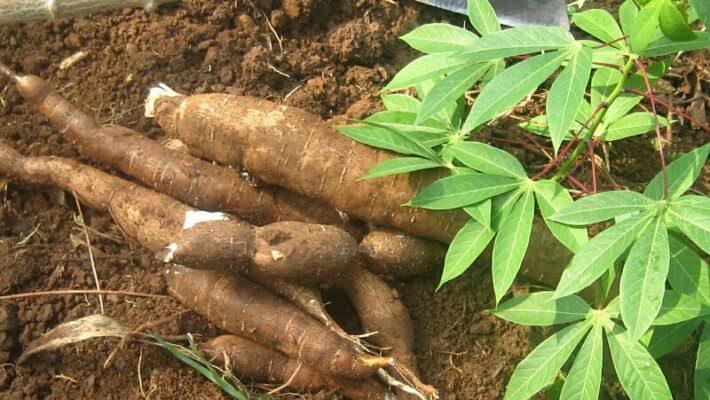 Family of 7 die after reportedly eating contaminated cassava dish