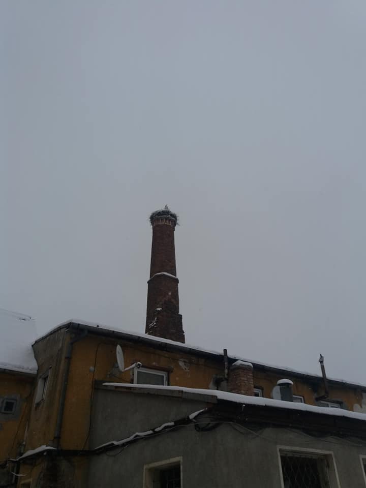 Barză prinsă de frig în Codlea. A fost nevoie de intervenția alpiniștilor pentru a fi salvată