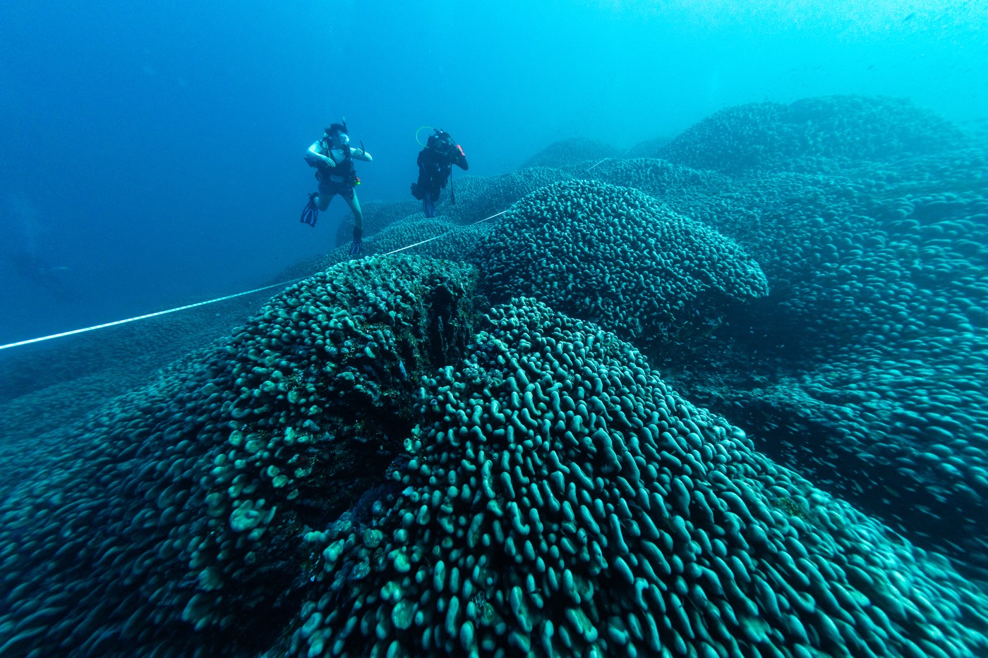 Cel mai mare coral înregistrat vreodată a fost descoperit în Oceanul Pacific