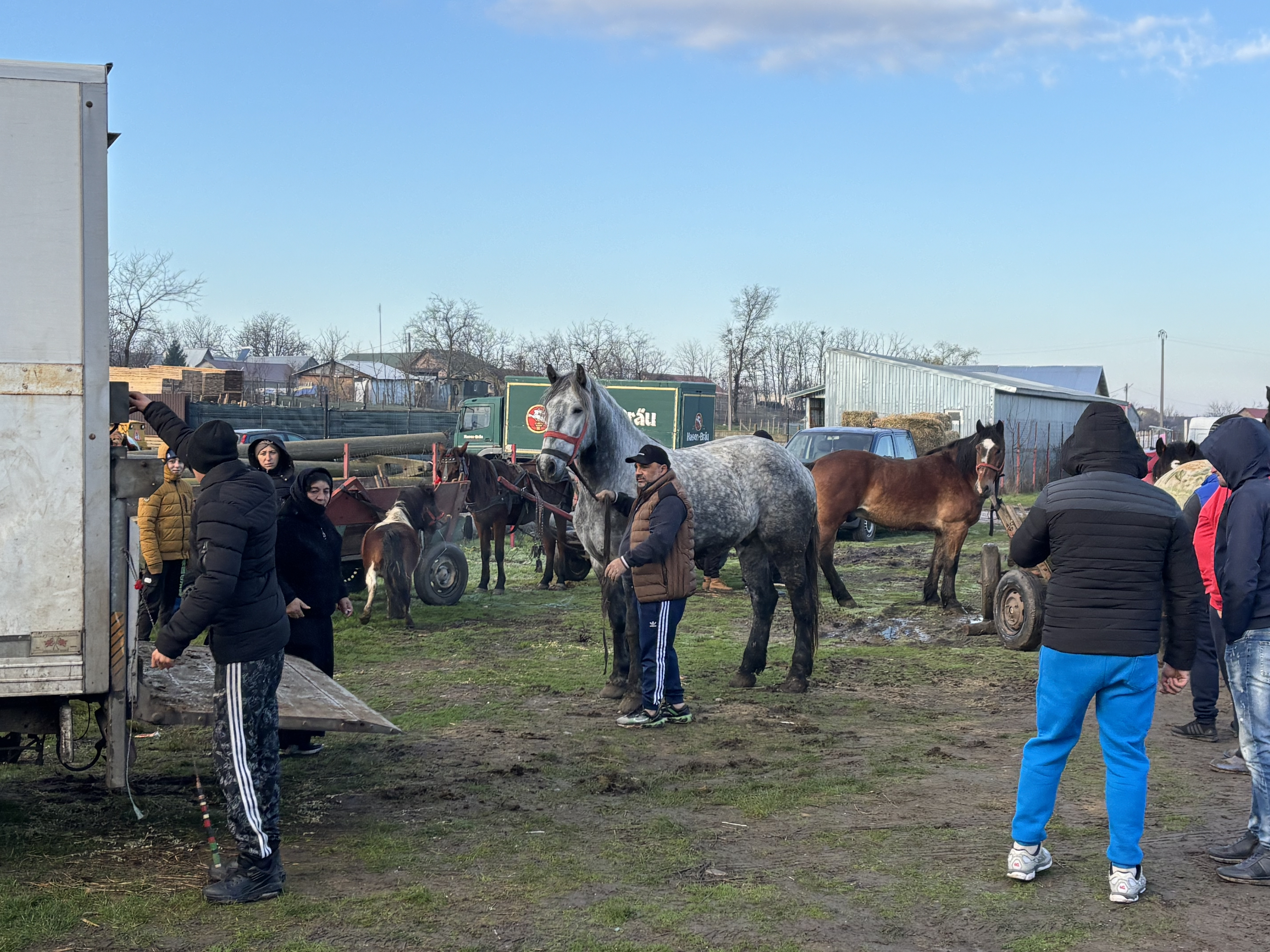 „N-am porc din cauza scroafelor de la București! Georgescu o să le dea cu râtul în noroi” - supărarea din Corbii Mari, Voluntari și Smeeni că porcii sunt interziși, de Crăciun, la vânzare în târgurile săptămânale