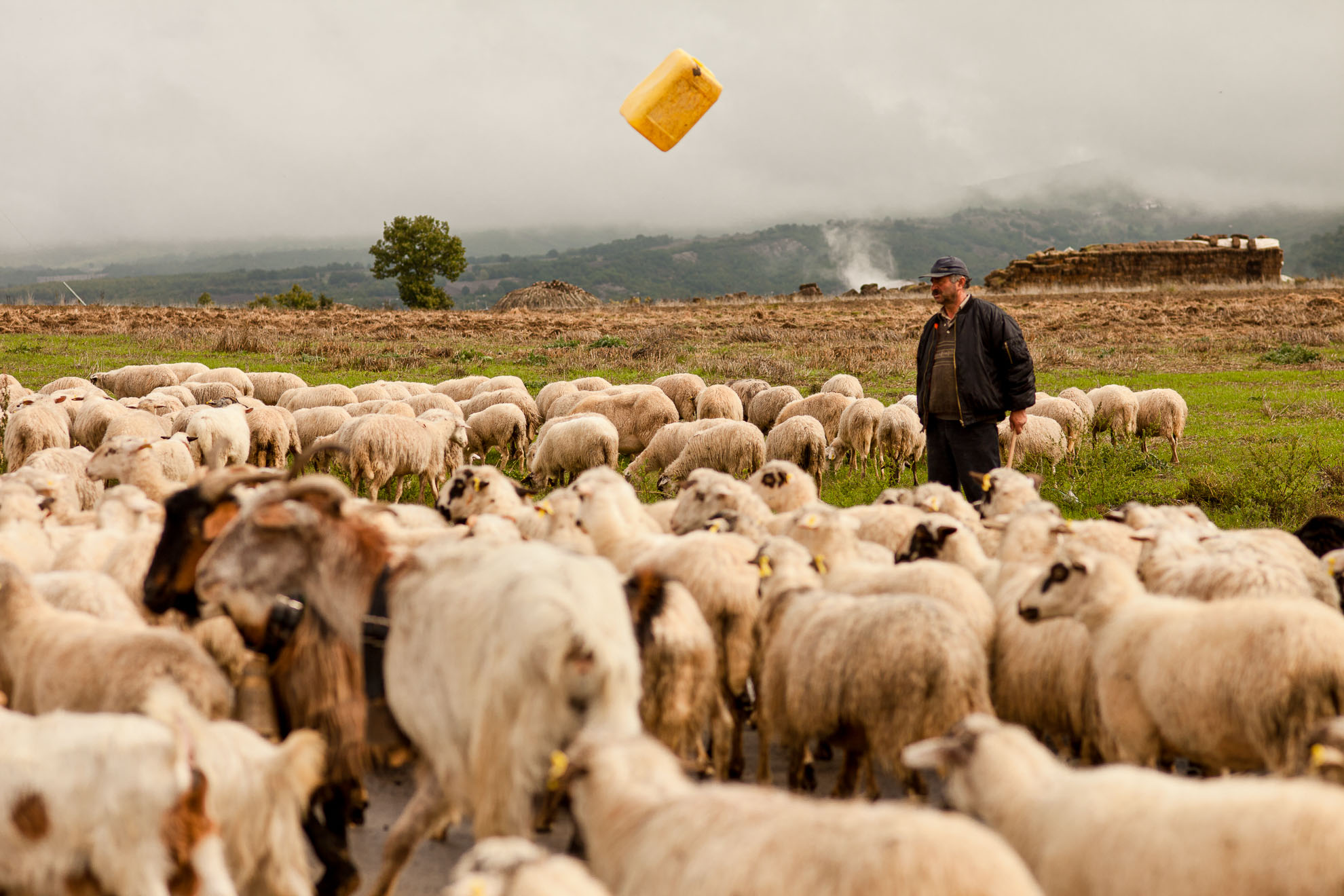 Transhumanța tocmai a intrat în patrimoniul UNESCO. Dar transhumanța, ca o proastă, tocmai a murit din cauza UE