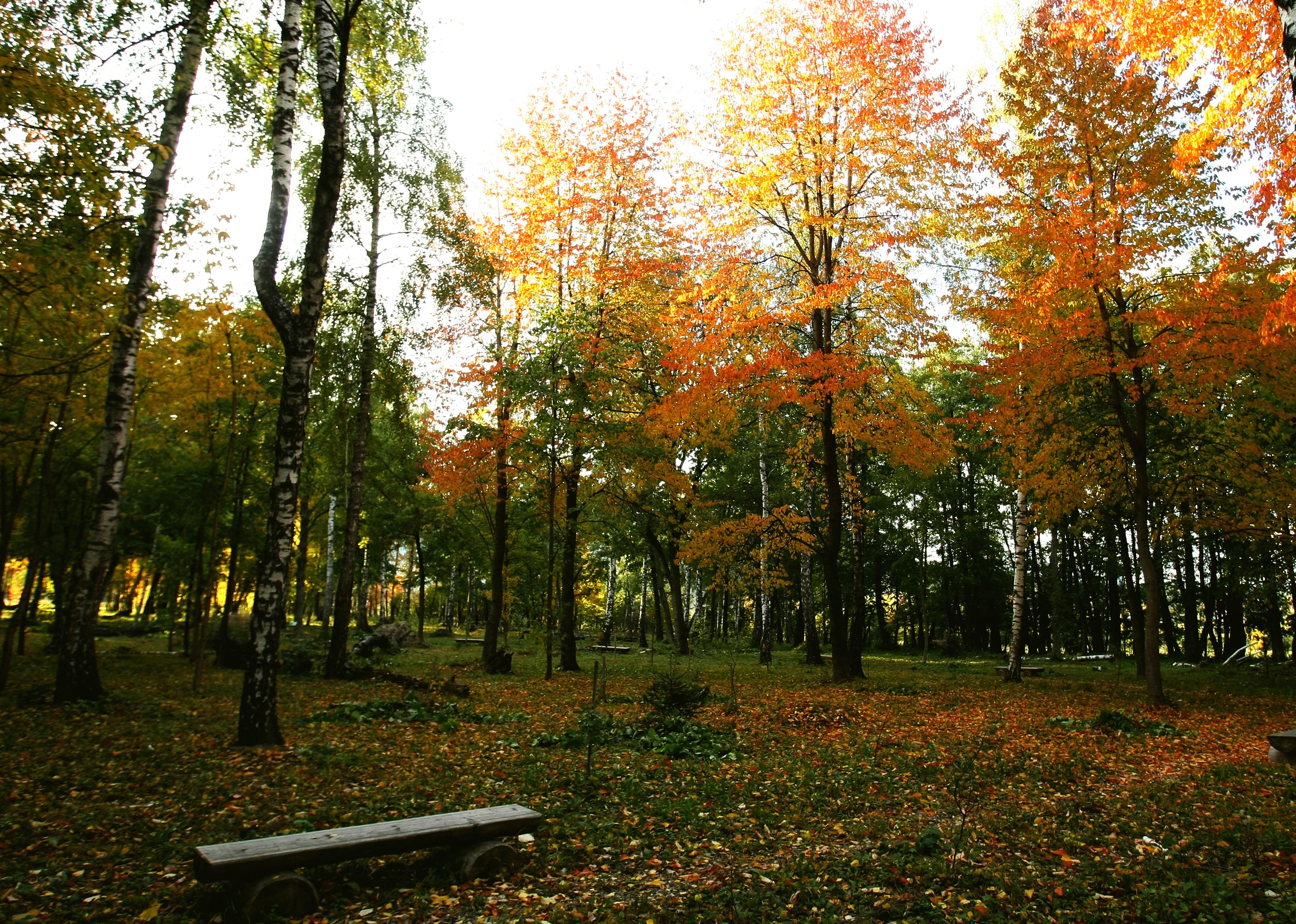 Fotografii prin lumea lui Mihai Eminescu. Toamna colorează spectaculos ”Codrii de aramă” și ”Pădurea de argint”