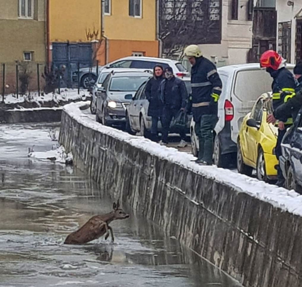 VIDEO | O căprioară blocată într-un sloi de gheață și un câine căzut în Târnava Mare, salvați de pompierii din Alba