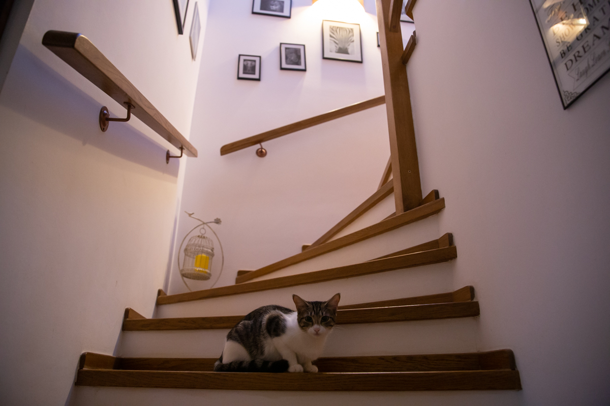 Crima care a șocat iubitorii de animale: câinii otrăviți ai familiei româno-norvegiene care îngrijește animale abandonate lângă Brașov