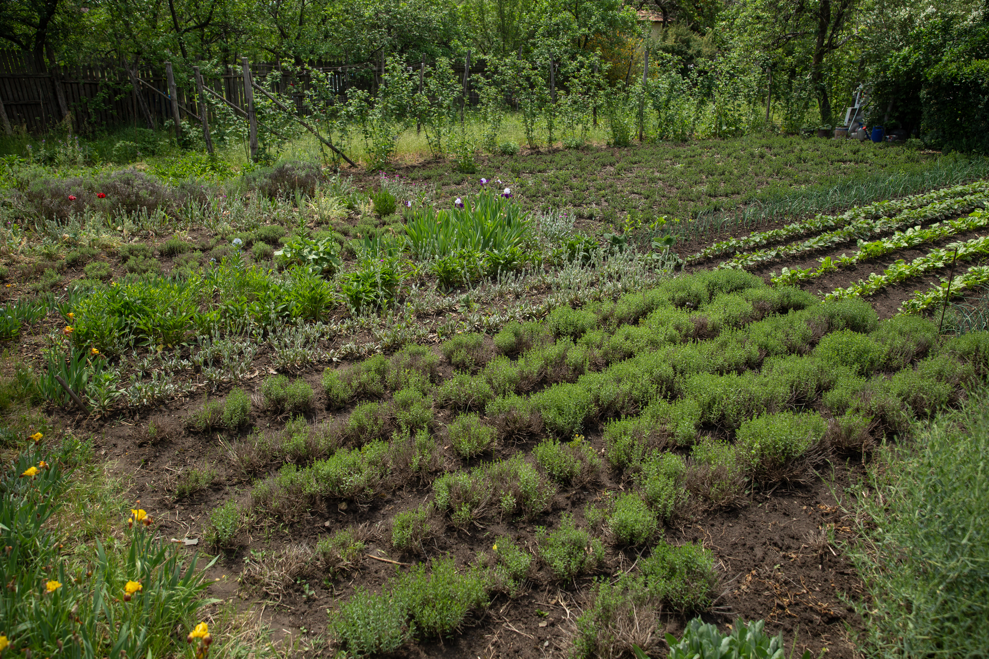 Îmblânzitorul de lavandă și mușețel. Pasionat de plantele medicinale, cercetătorul Nicolai Ungureanu a creat reţete proprii de ceaiuri naturale