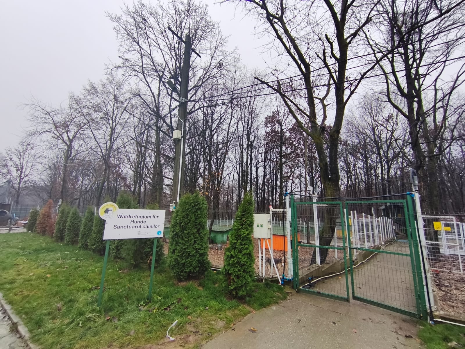 Orașul câinilor. Localitatea din România care a ajuns să găzduiască cel mai mare adăpost din lume dedicat animalelor fără stăpân