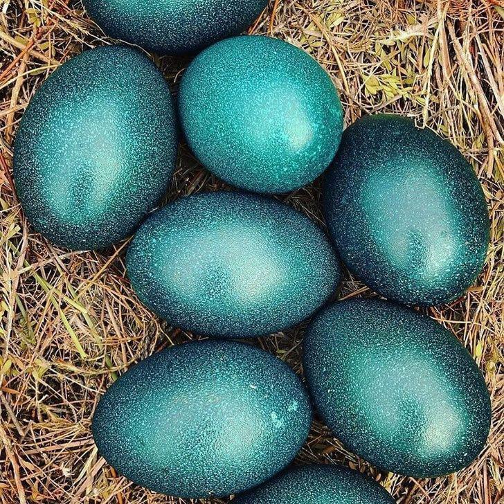 5 unusual animal eggs you can eat