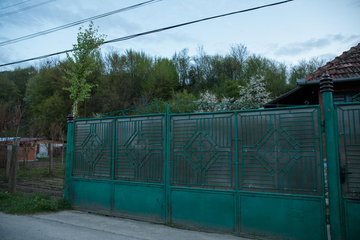 REPORTAJ. „Armindenul” lui Nea Dumitru, obicei vechi de când satele din Țara Hațegului. De ce se pune mesteacăn la poartă de 1 mai