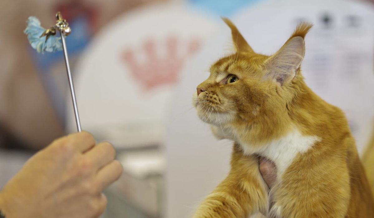 Expoziție de pisici la București: O nouă rasă de pisici va fi prezentată, în premieră, în România la evenimentul dedicat felinelor