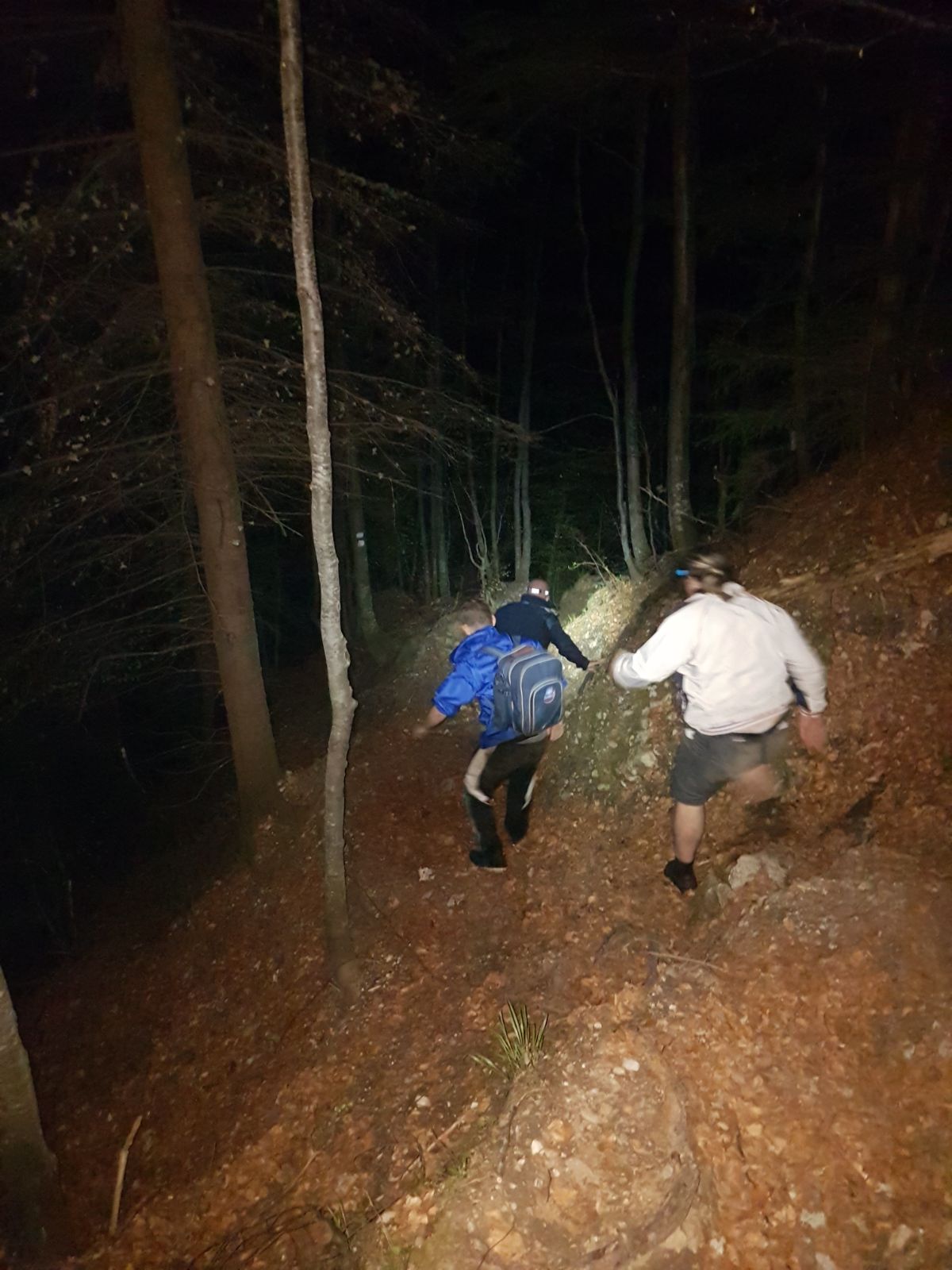 Doi turişti care s-au întâlnit cu un urs pe un traseu din Bucegi au stat o oră căţăraţi într-un brad