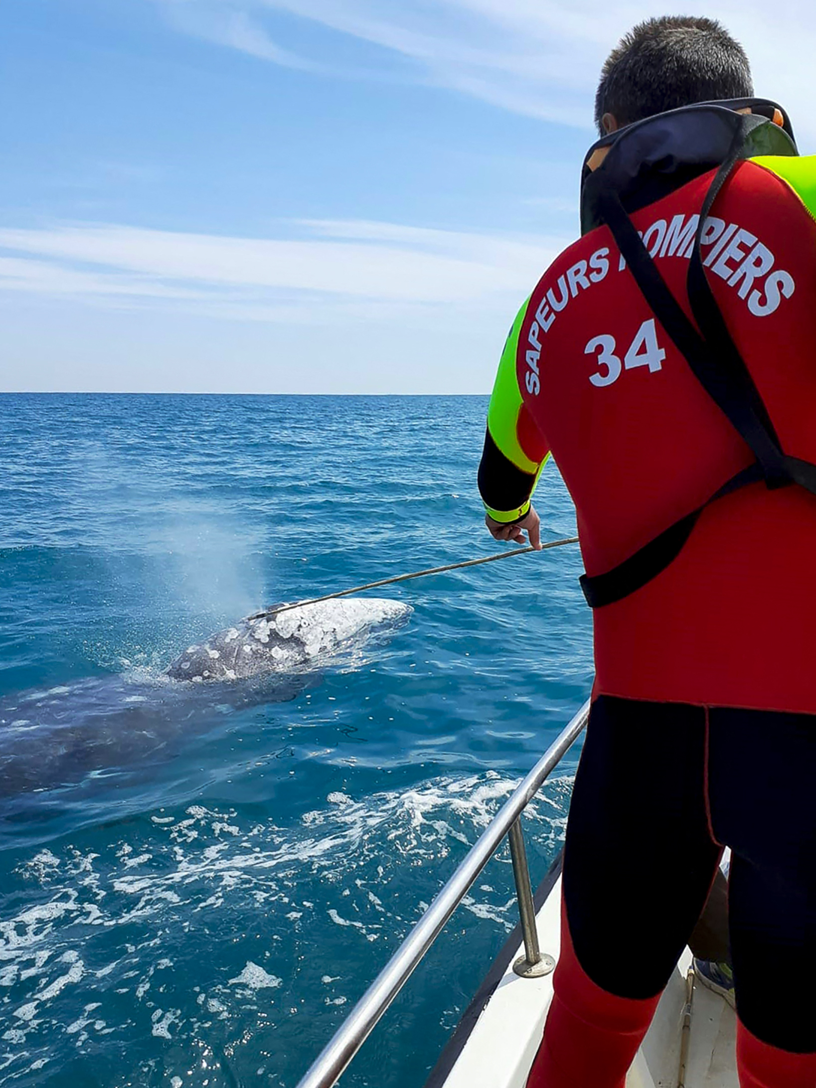O balenă cenușie rătăcită în Marea Mediterană caută cu disperare să se întoarcă în Pacific. „E doar piele și os”