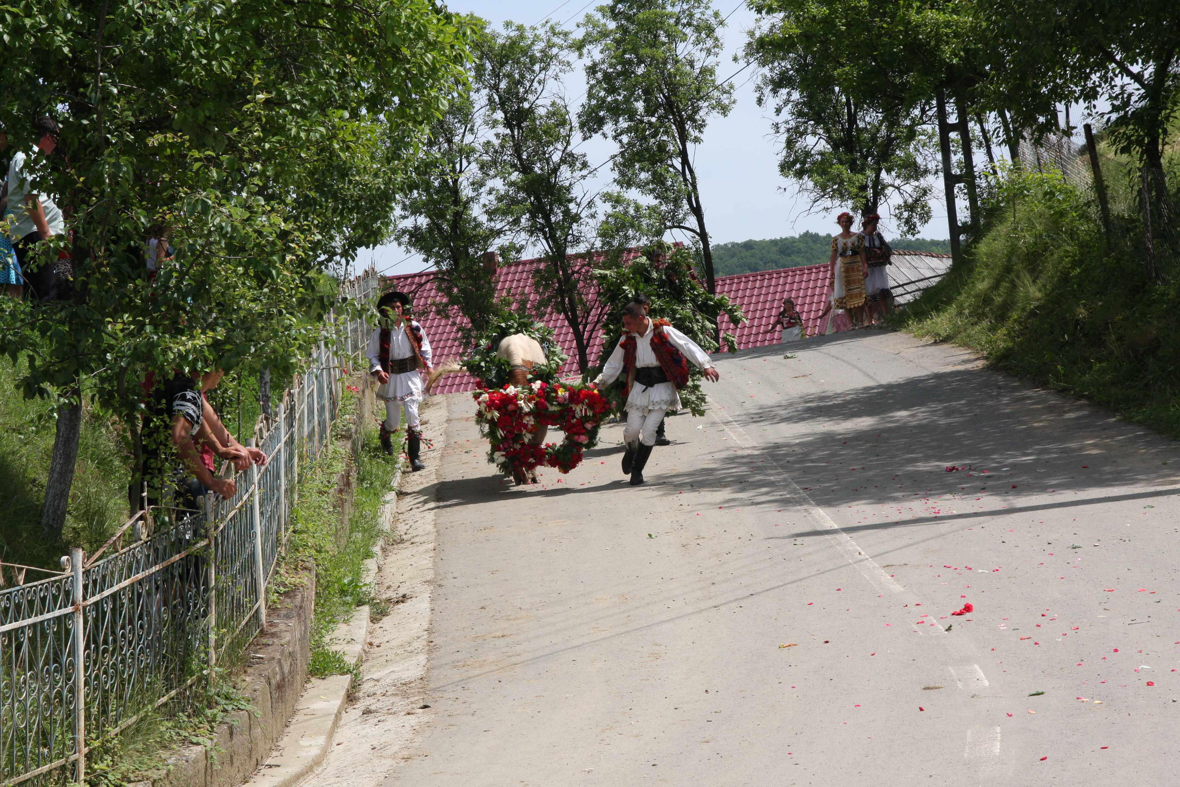 Val de nunţi la Figa după ce fetele au prins boul de Rusalii | GALERIE FOTO