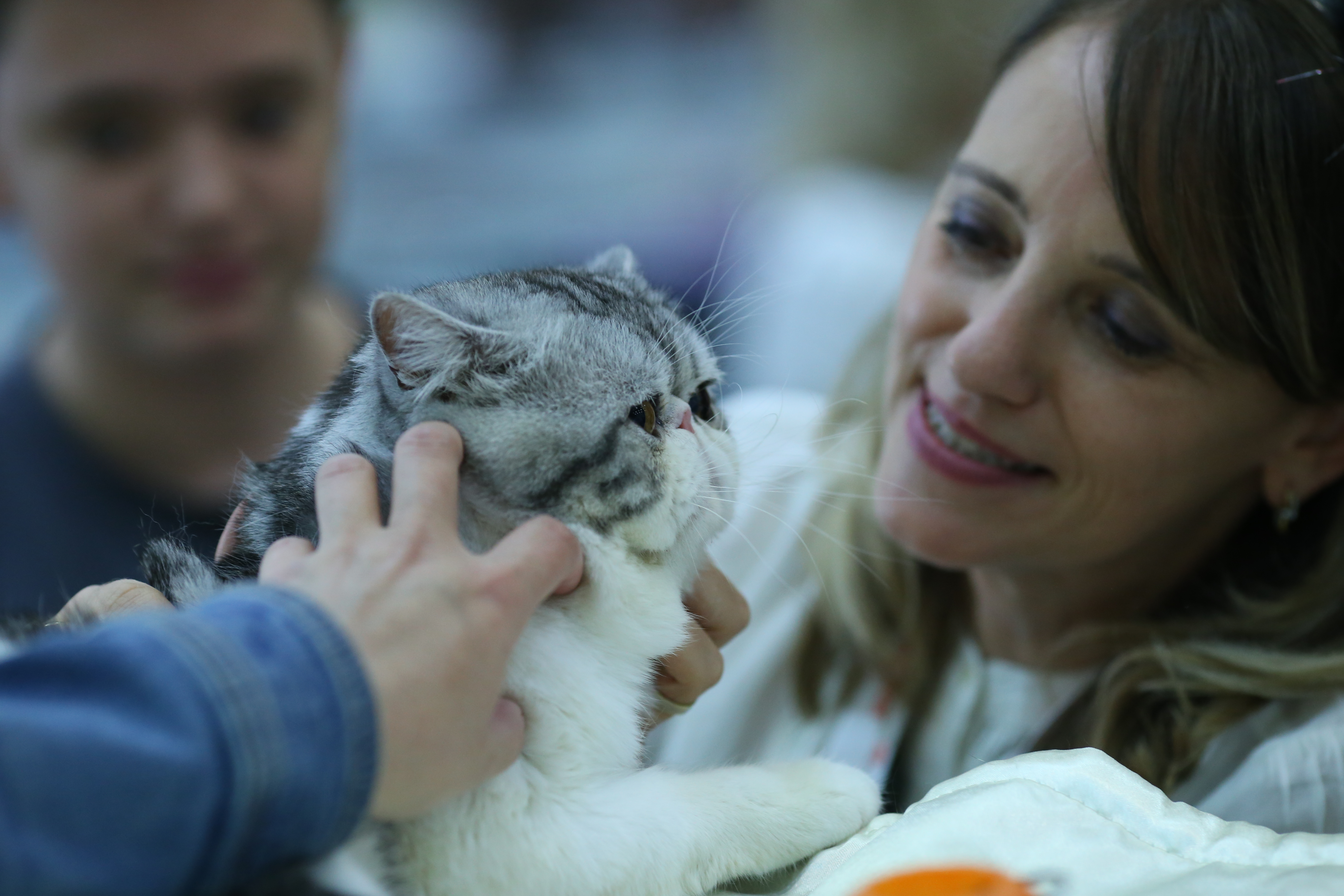 FOTO EXCLUSIV/ Expoziție de feline la Romexpo. Peste 250 de pisici de rasă din toată lumea vor putea fi admirate în acest weekend