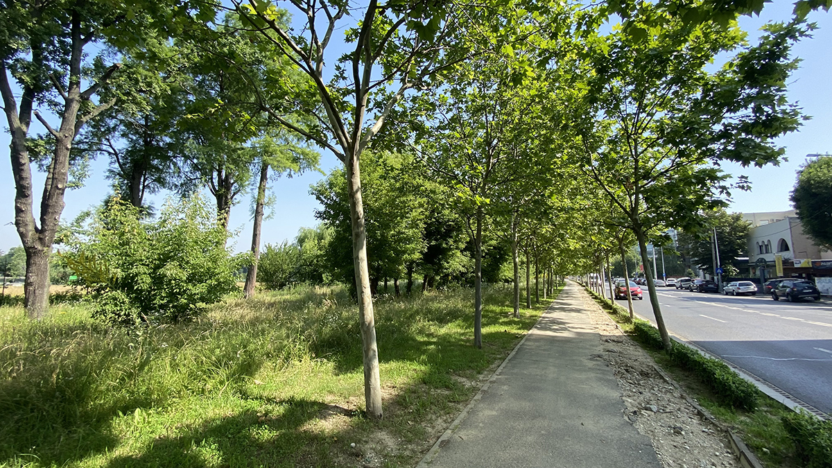 Jungla din nordul Bucureștiului. Cum au ajuns să arate două dintre „oazele de relaxare” ale Capitalei