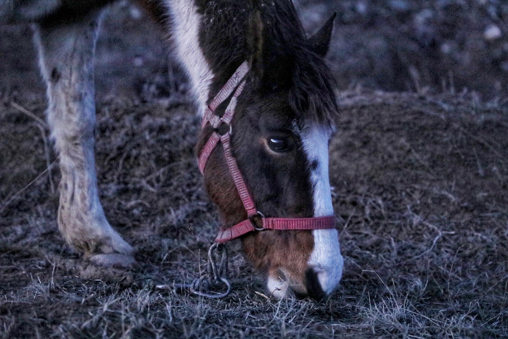 UPDATE | Peste 40 de cai maltratați, găsiți la Techirghiol. Animalele au fost bătute și abadonate în frig
