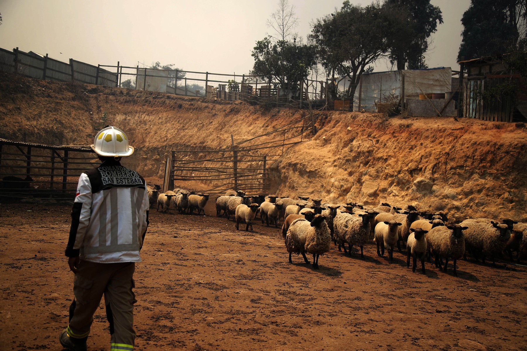 Animalele de companie, victime lăsate în urmă după incendiile din Chile, pe care veterinarii încearcă să-i salveze. „E o tragedie mult mai mare”