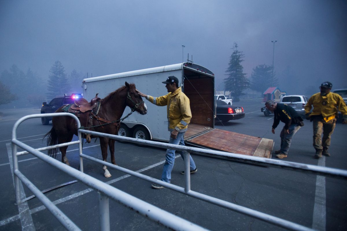 Sandra Bullock donează 100.000 de dolari pentru a ajuta la salvarea animalelor prinse în incendiile din California