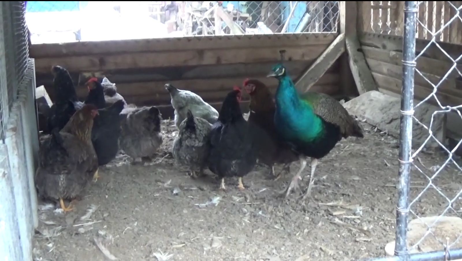 Şi-a făcut grădină ZOO în vârf de munte! GALERIE FOTO
