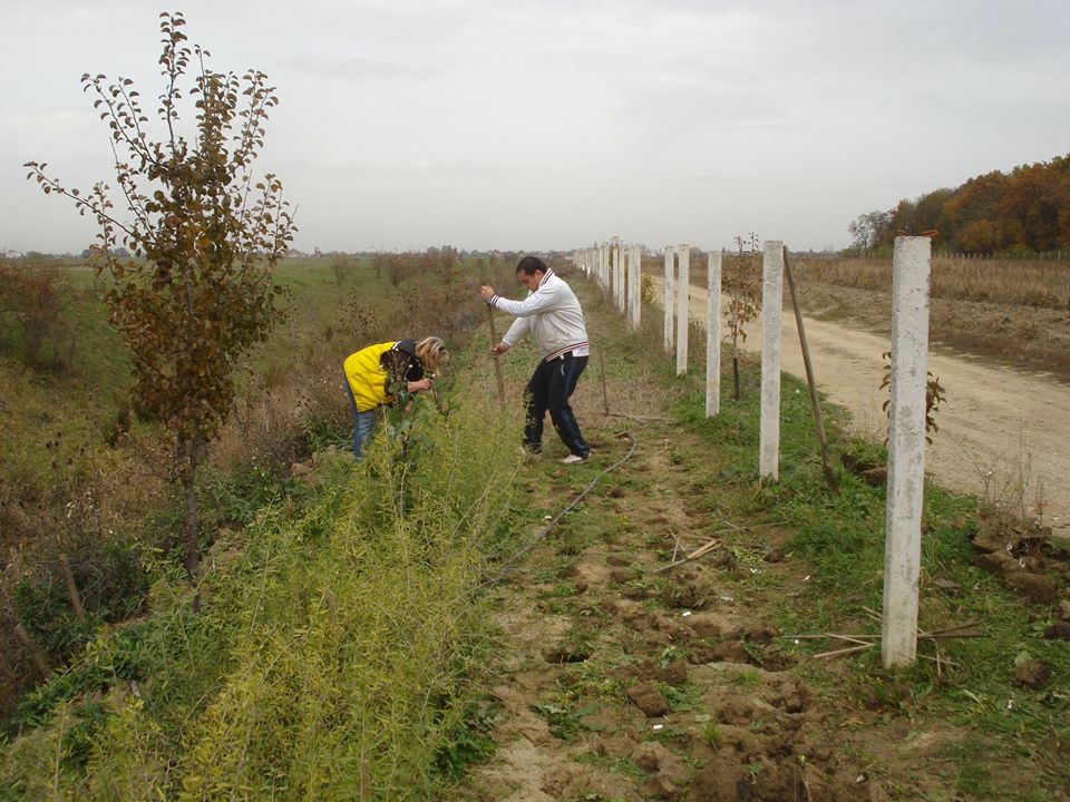 Cea mai mare cultură bio de goji din România, o investiție unică în Europa, riscă să fie distrusă - FOTO