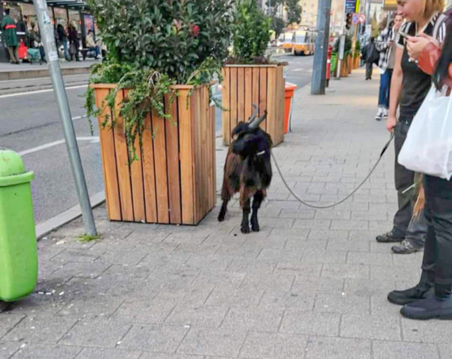 Állati balhé a MÁV-nál: egy nap kétszer is leszállították a vonatról Samut, a bakkecskét