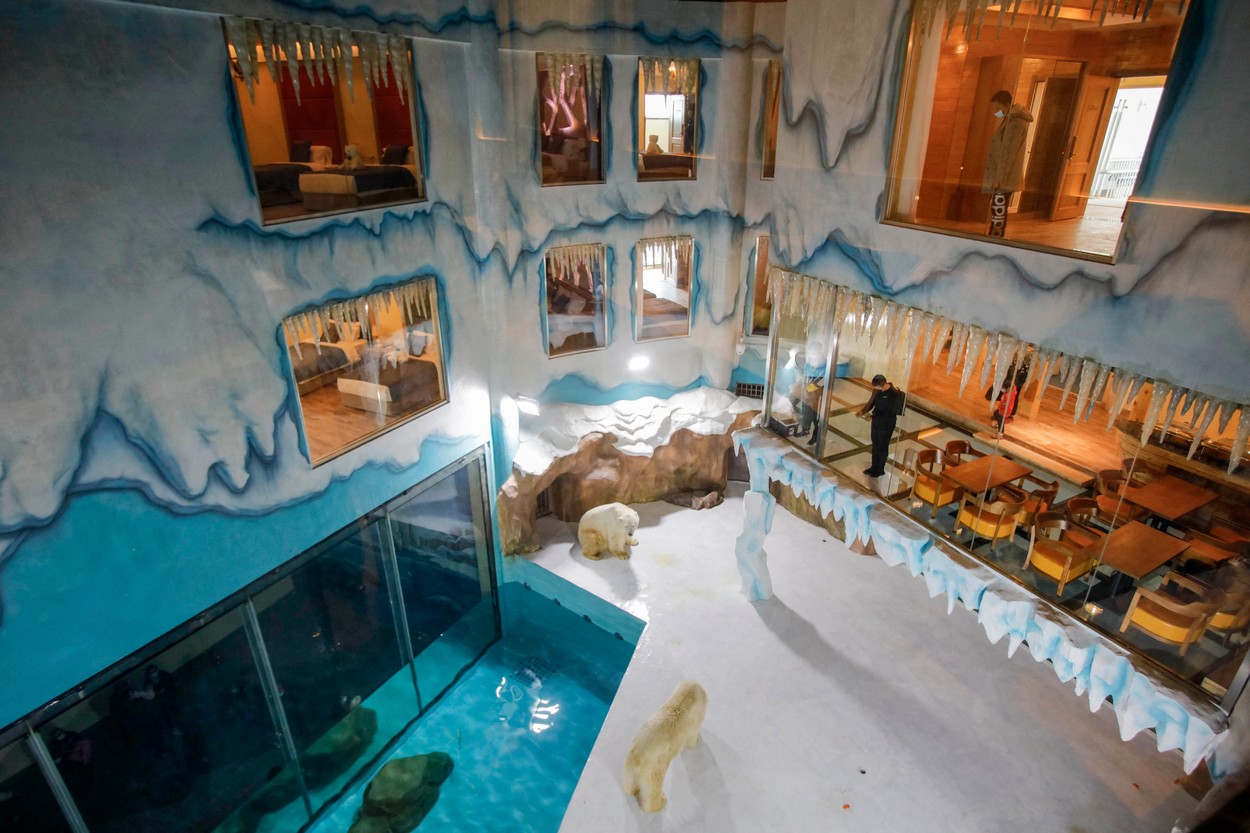 Ursul polar de la hotel. Atracția din China care i-a înfuriat pe activiștii pentru drepturile animalelor