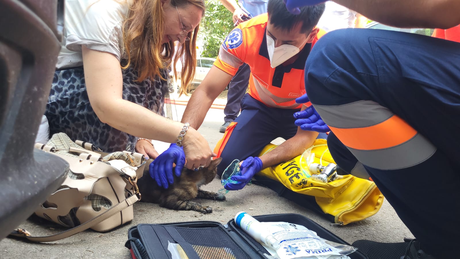 Un motan din Constanța, readus la viață de ambulanțieri, după ce a fost salvat dintr-un incendiu