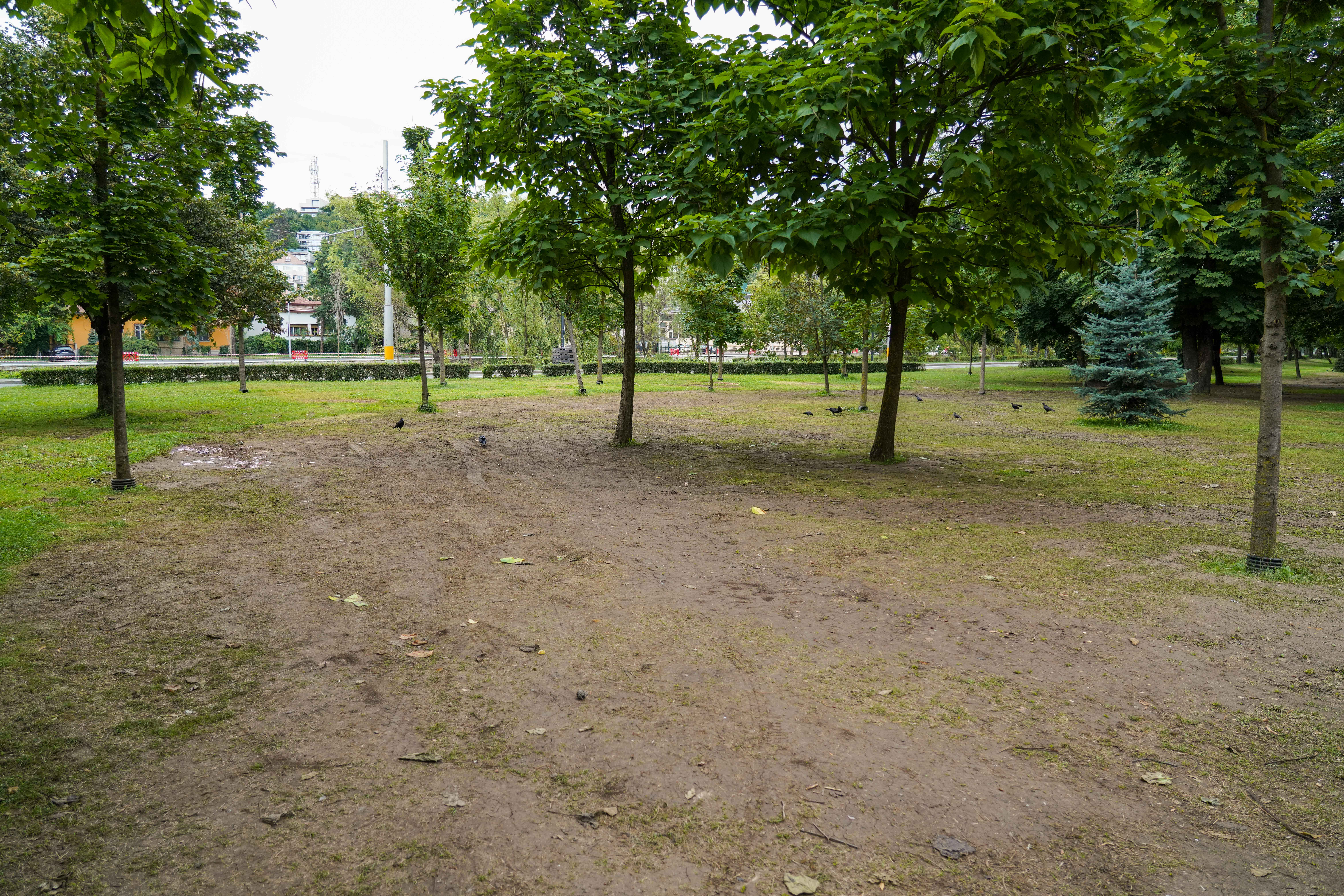 Napocalipsa, după Untold. Cum arată Parcul Mare la finalul festivalului de la Cluj