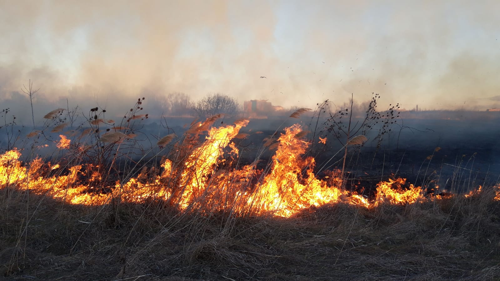 Incendiu puternic în Delta Văcărești. ISU București: Focul a fost provocat